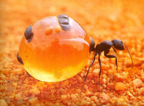 A Honeypot Ant